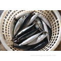 Chinese Seafood Pacific Frozen Mackerel Wr 300 500g